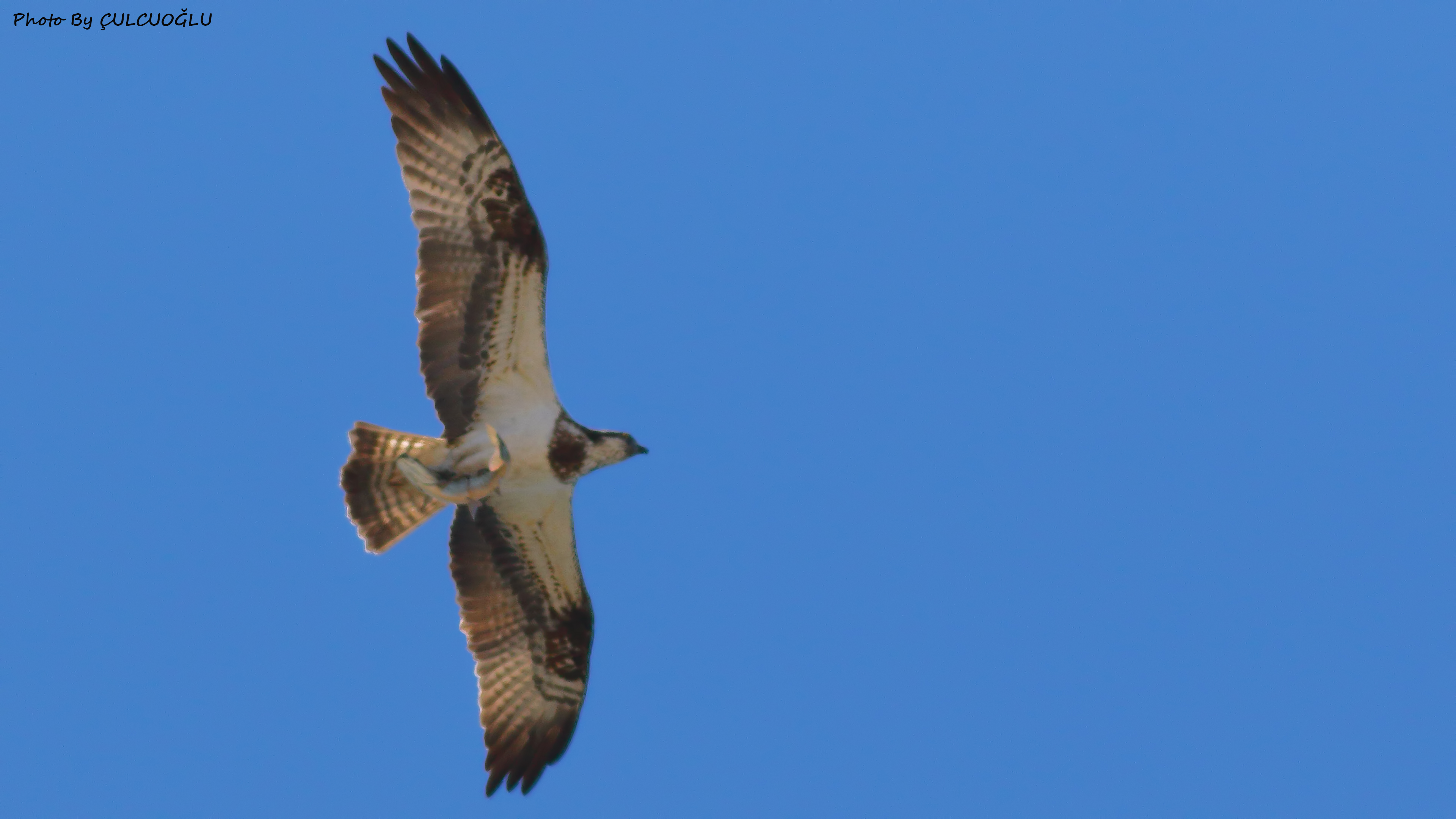 Osprey